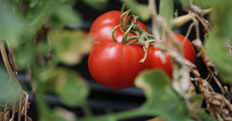 Study88_1.【トマトの基本を押さえよう！】トマトは肉の代用にすらなりうる/トマトの香りは、エキゾチックと青葉の香り加熱方法によってバランスが変化