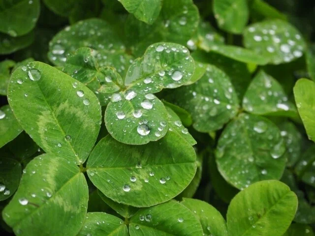 雨の日が好き😊 しとしと降る雨 ザーザー降る雨 ぽつぽつ降る雨 どんな雨も私は好き 部屋の中に聞こえてくる雨の音はBGM♪ 手軽に聞けて作業も ...