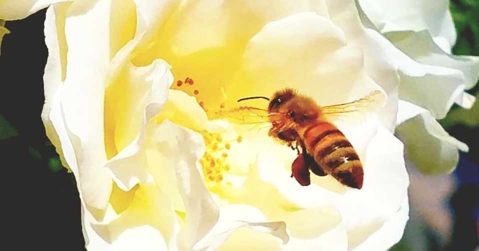 ベランダに蜂がいます ふむふむ Note