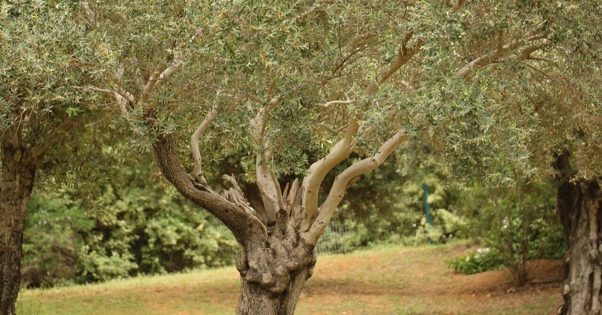 オリーブの木 モライオロ オリーブの木 モライオロ / 558