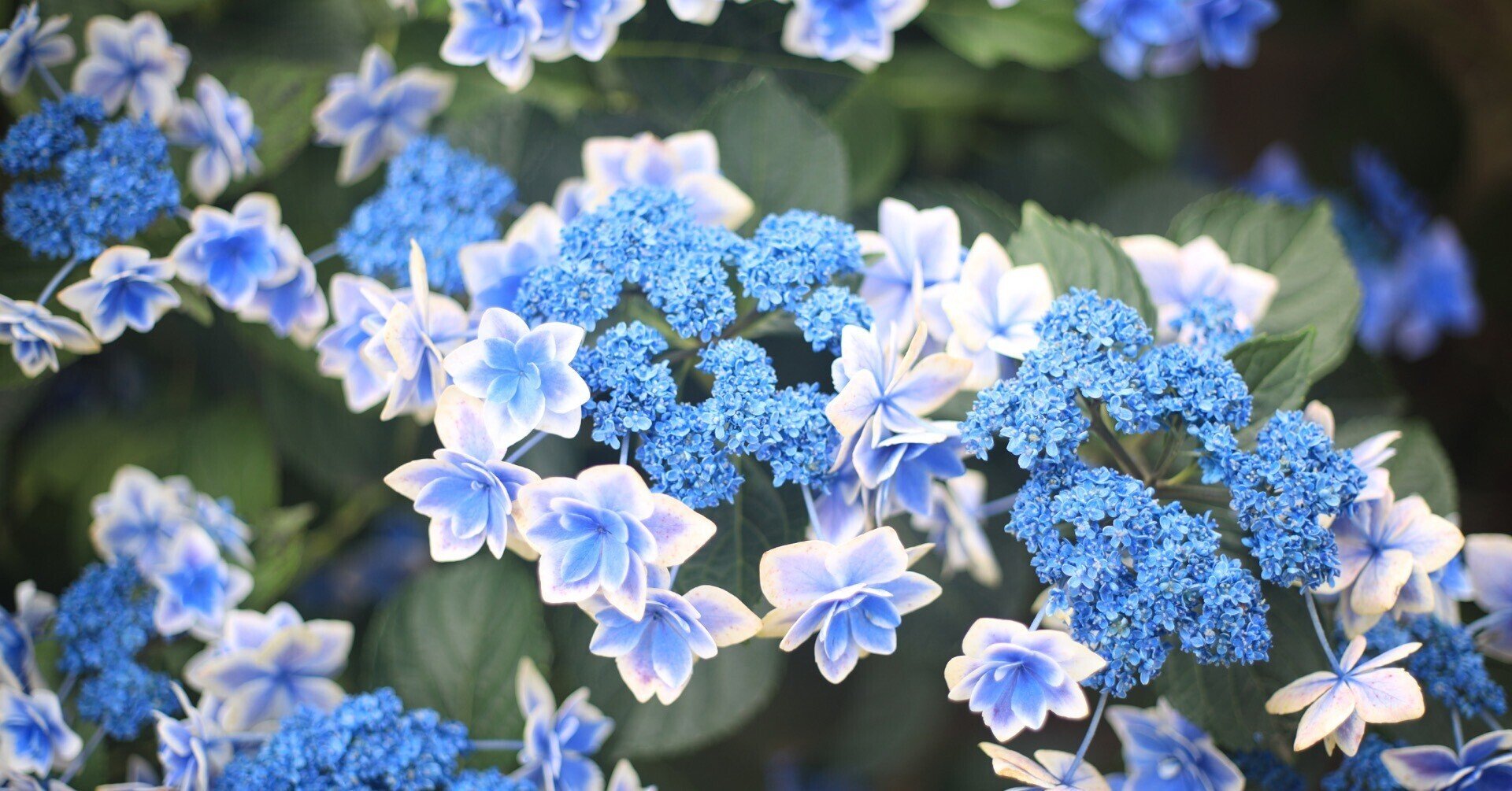 Canon T80 ＋ New FD 50mm F2 動作確認済み 作例あり F2.8で写す世界が美しすぎた。（キヤノンNew FD50mm F2 の実写レビュー