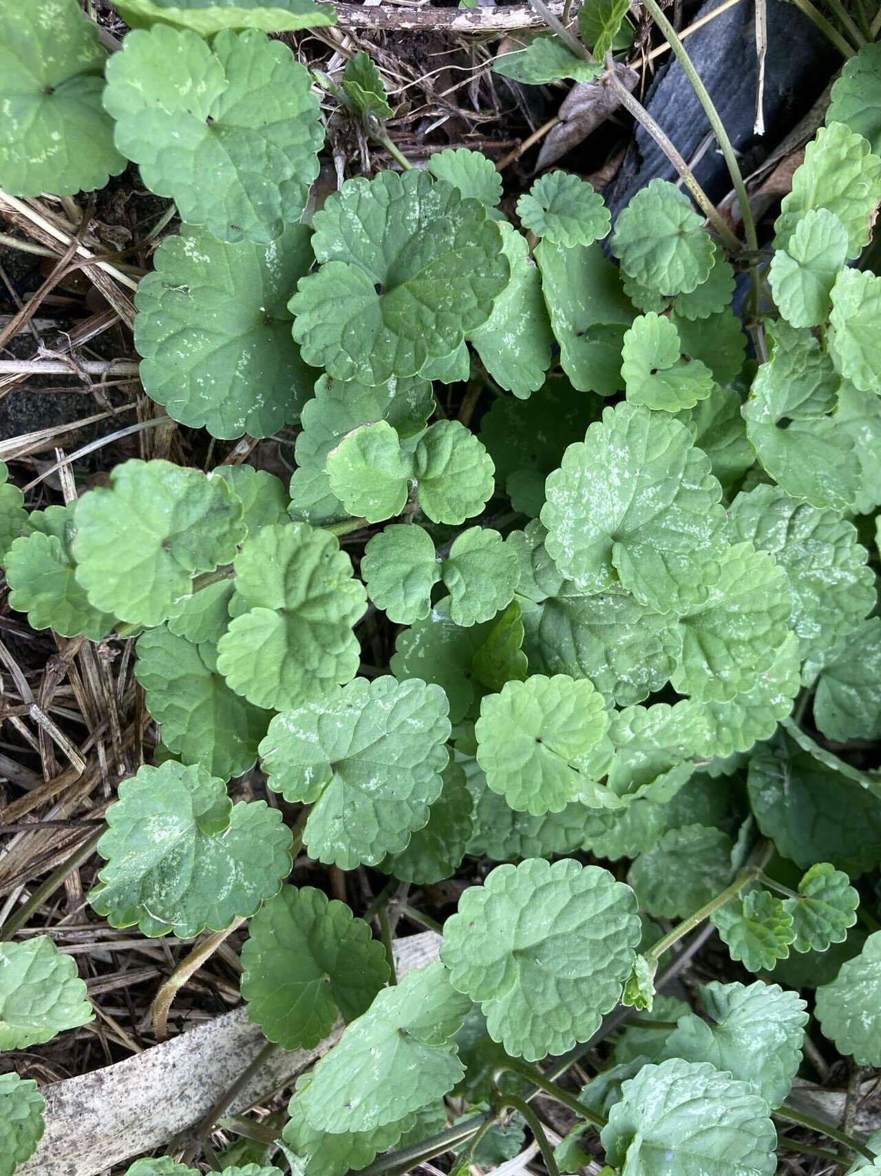 カキドオシしそ科　コンパニオンプランツ　 グランドカバー お茶　薬草　ハーブ山葡 カキドオシしそ科 コンパニオンプランツ グランドカバー お茶 薬草