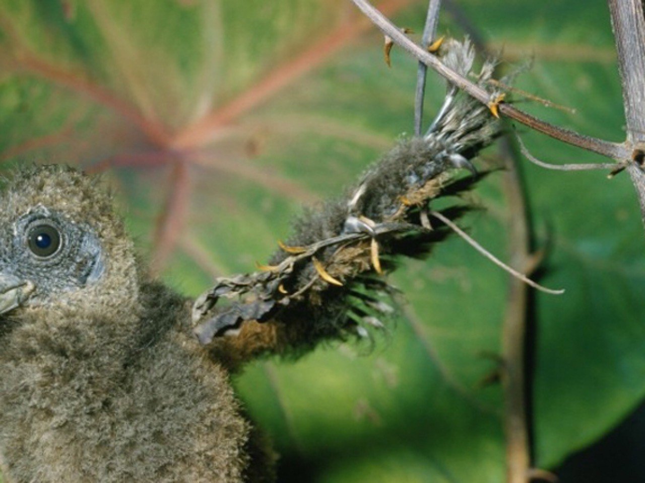 第139回 翼に爪を持つ野鳥 翆野 大地 Note