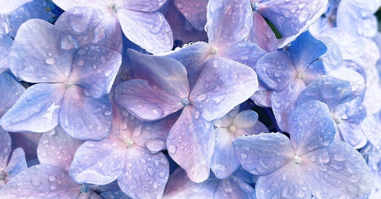 あじさいの花の咲くころ｜ちる