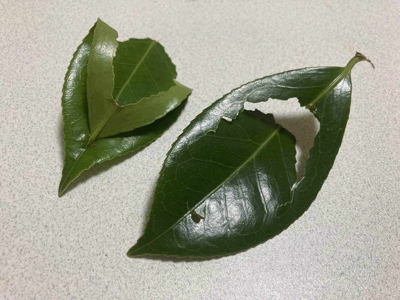草花あそび図鑑🌿つばき（さざんか）｜『あそび』と『まなび』研究所
