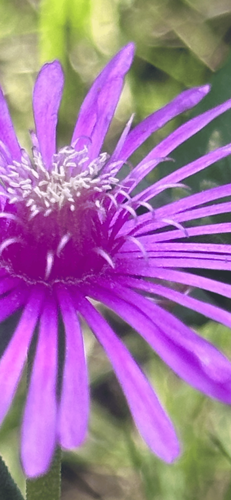 松葉菊｜EGGSEED