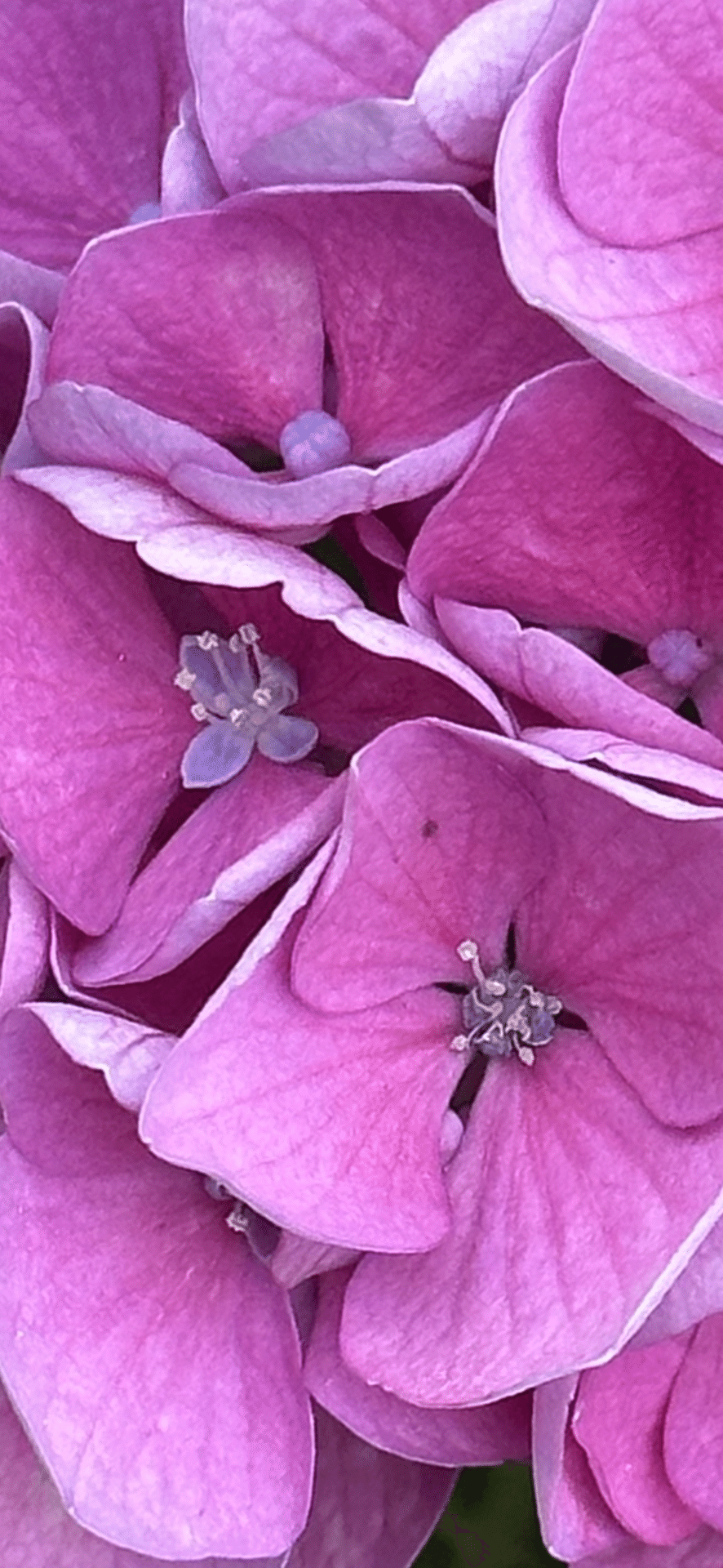 ヤトッチ　紫陽花の花びら ヤトッチ 紫陽花の花びら ヤトッチ 紫陽花の花びら 旧中川の