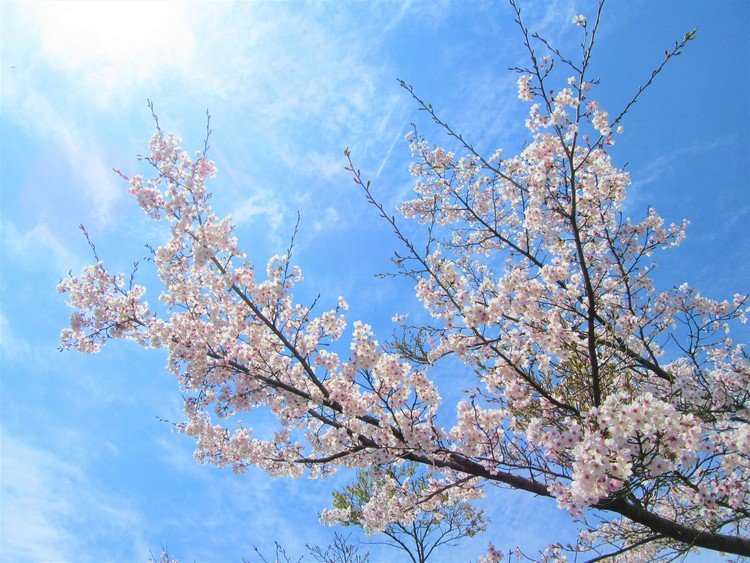 いらっしゃいませ！今日のnote＃写真はきれいな桜がいっぱいですね！どれも素敵な作品ばかりです！私もちょっと参加させていただきますね！忙しくてお花見に行けない人たちのために、ほんのひととき、noteでお花見を楽しみましょう！