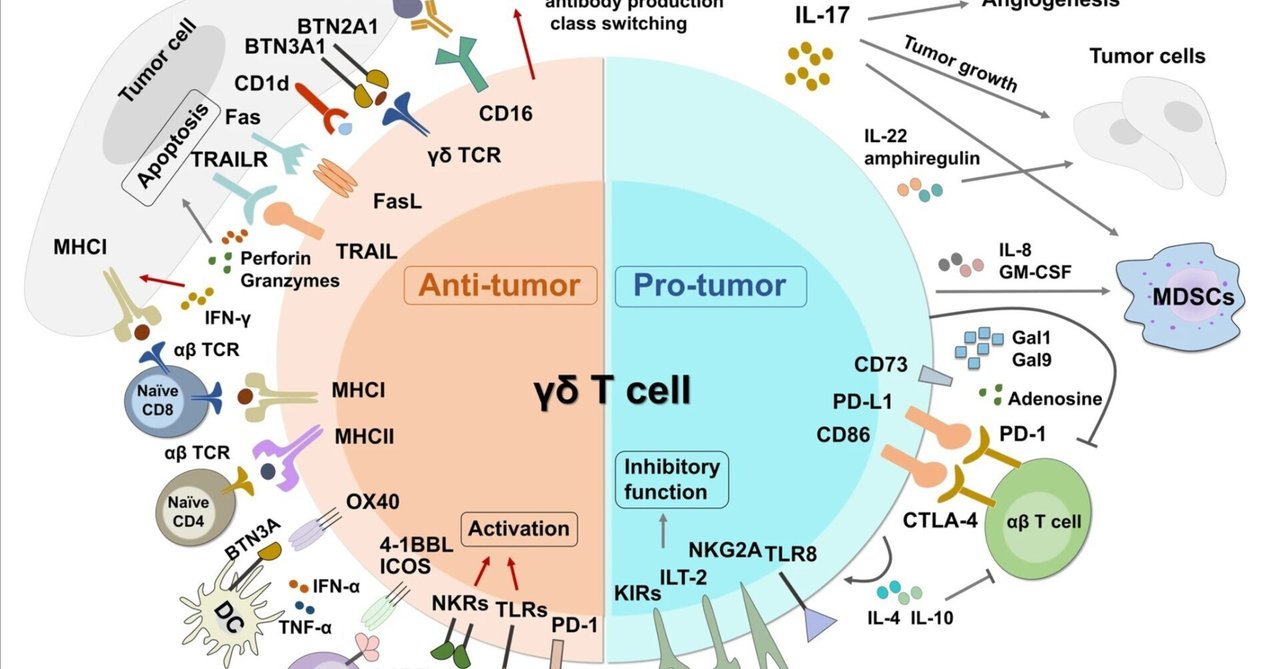 健康と疾患におけるT細胞｜哉百名