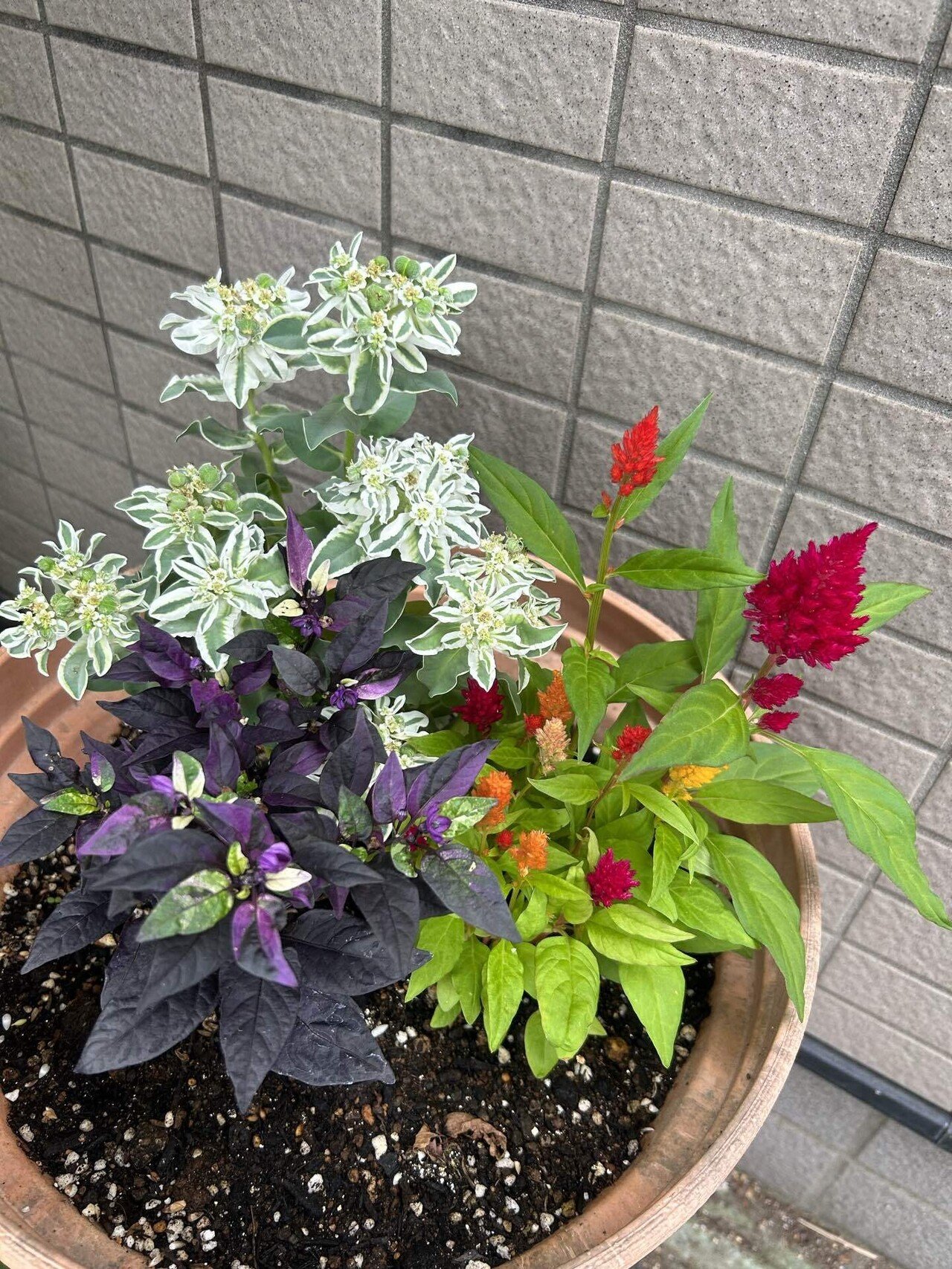 観葉植物 斑入り トウガラシ♡寄植えにも！！ 観葉植物 斑入り トウガラシ♡寄植えにも！！