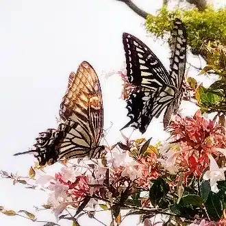 のらりくらり