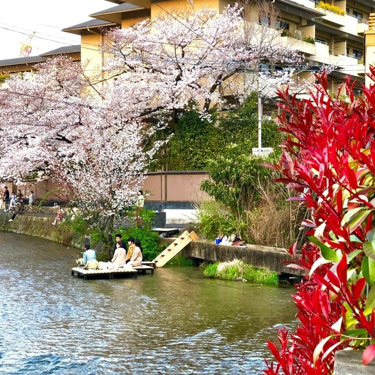強引に床作って 野点してはるは。
#京都 #花見 #桜