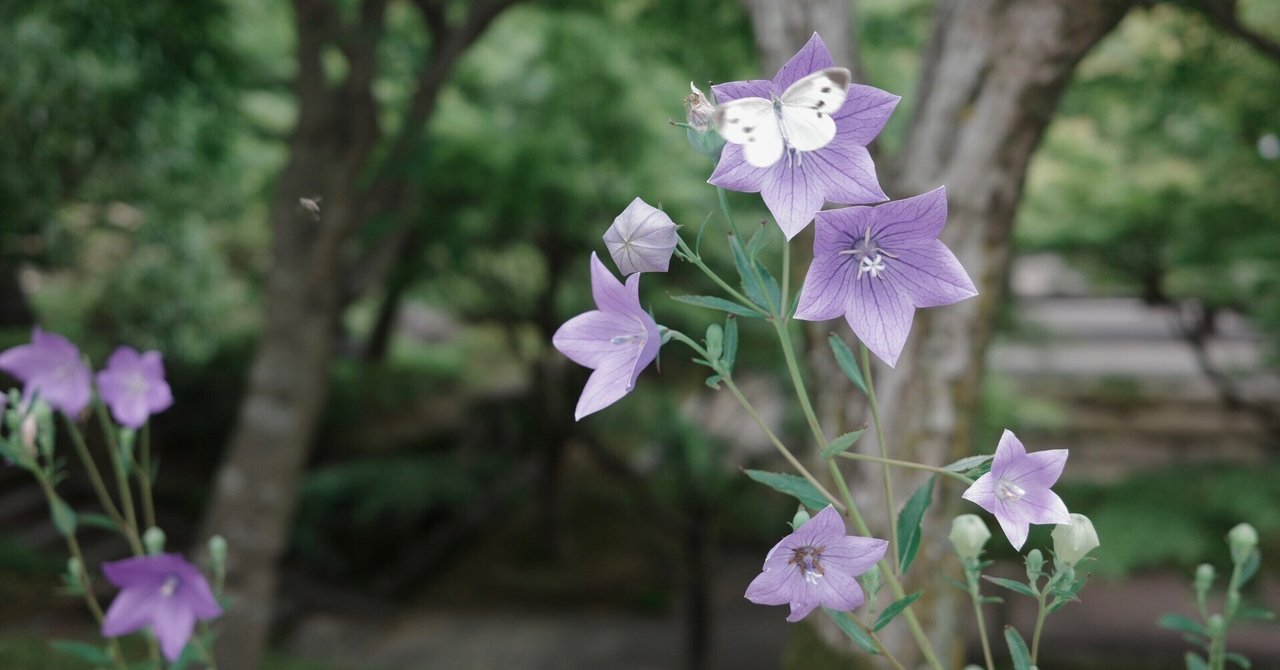 桔梗と桔梗紋｜無為の茶客 | Kazuo Yoshida