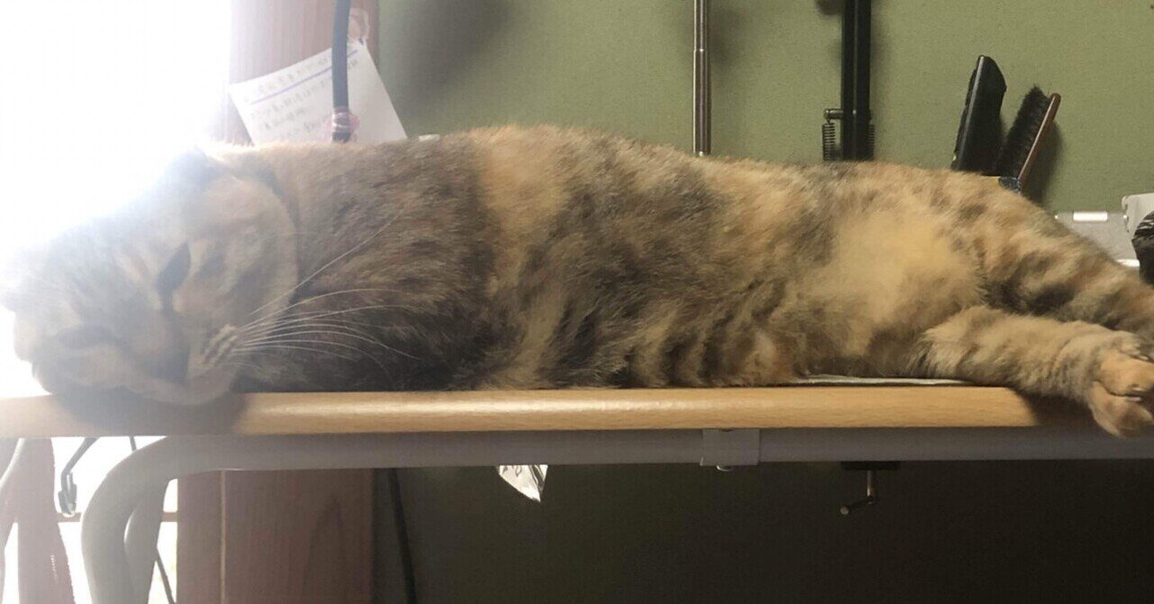 窓辺の猫