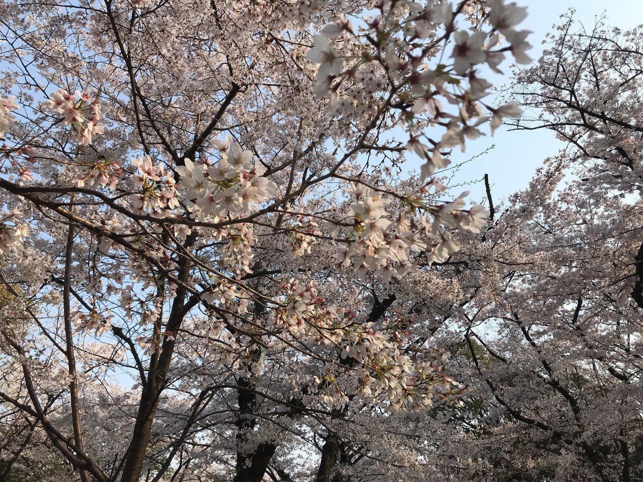 写真 大阪城公園と桜 19年4月 おじゃむ 片山ばなな Note 写真 大阪城公園と桜 19年4月 おじゃむ 片山ばなな Note