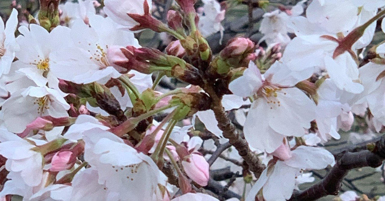 桜のころ 一穂ミチ Note 桜のころ 一穂ミチ Note