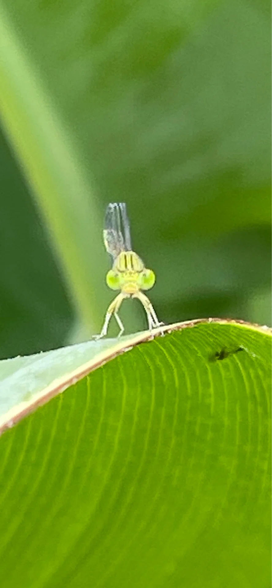 黄糸蜻蛉｜EGGSEED