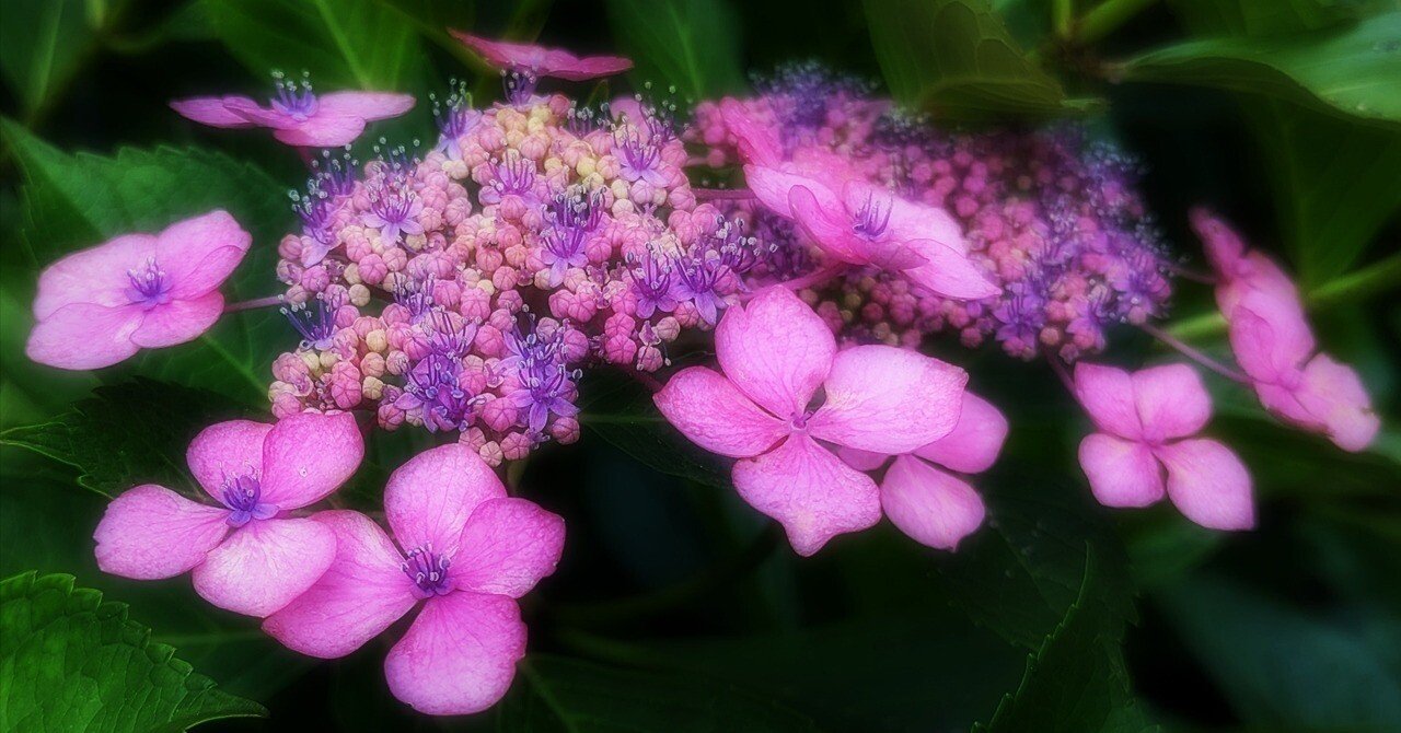 紫陽花ラプソディ いったい種はどこにできるのかな？｜annon