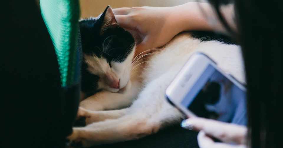 猫カフェデート きよひこ Note