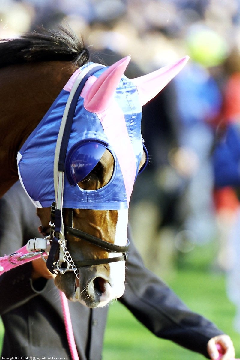 第20回JAPAN CUP:蔵出し写真 2000年⑧テイエムオペラオー|馬画 第20回JAPAN CUP:蔵出し写真 2000年⑧テイエムオペラオー|馬画