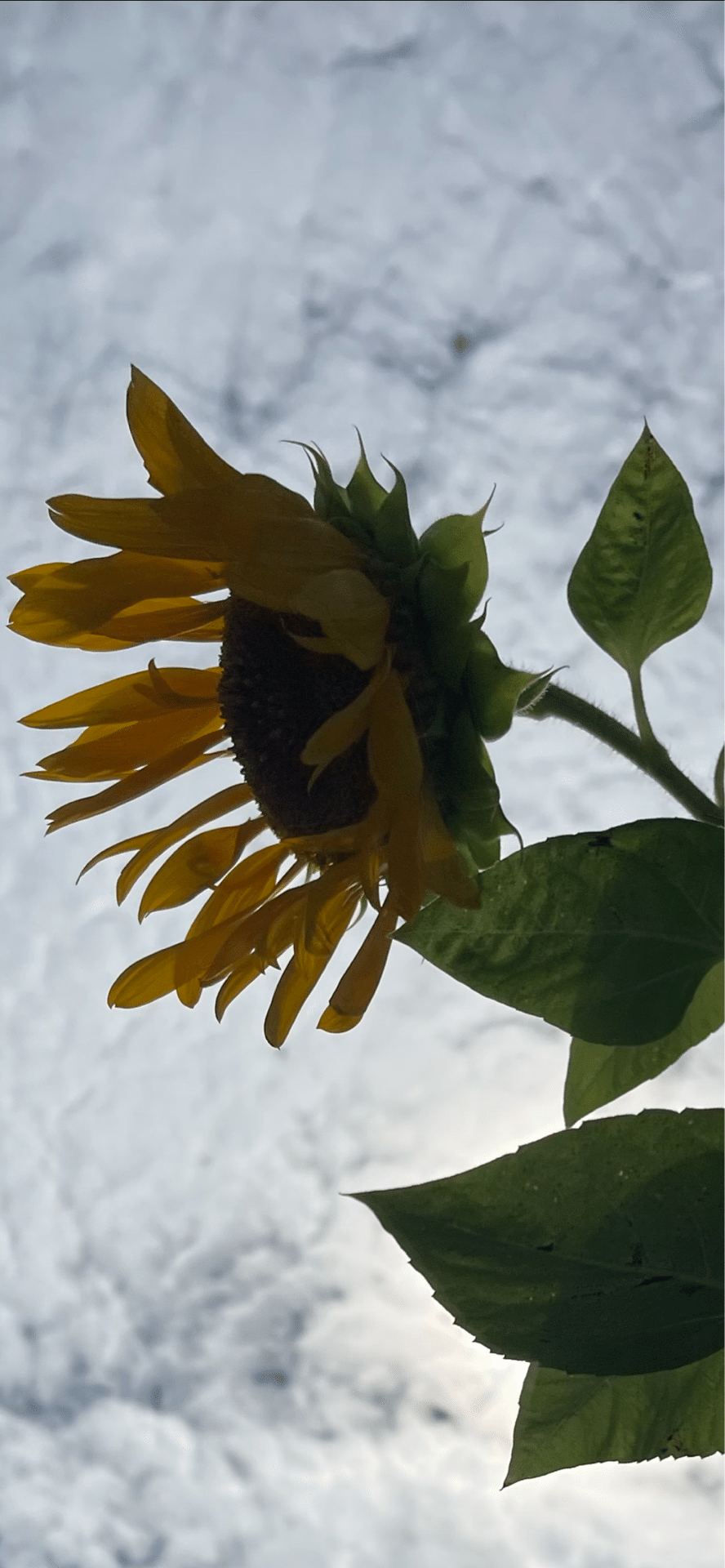 スマホ壁紙で元気をチャージ！『君は太陽』ひまわり＆立秋の爽やかデザイン, image size:888x1920