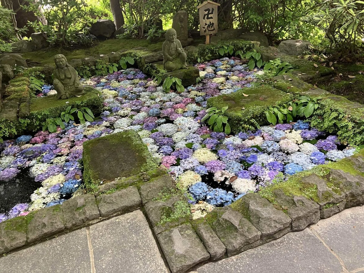 混雑を避けた鎌倉紫陽花めぐりルート|maachi