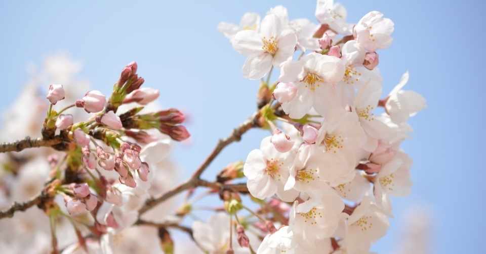 桜の花がもつ不思議な力 ジブンフィルター Note