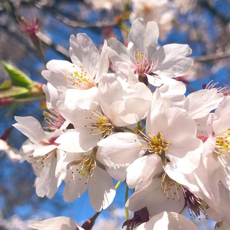 すべて白野江植物園にて

3枚目の薄黄緑の花、これも桜。

#門司
#北九州