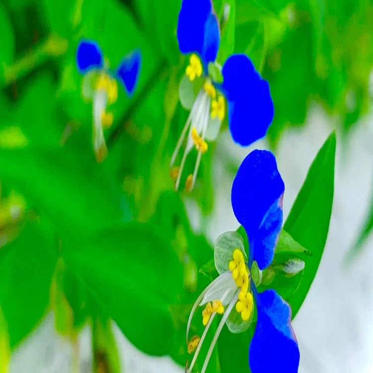 色彩雫 「露草」に想いを馳せて その2｜さすらいのチャロ