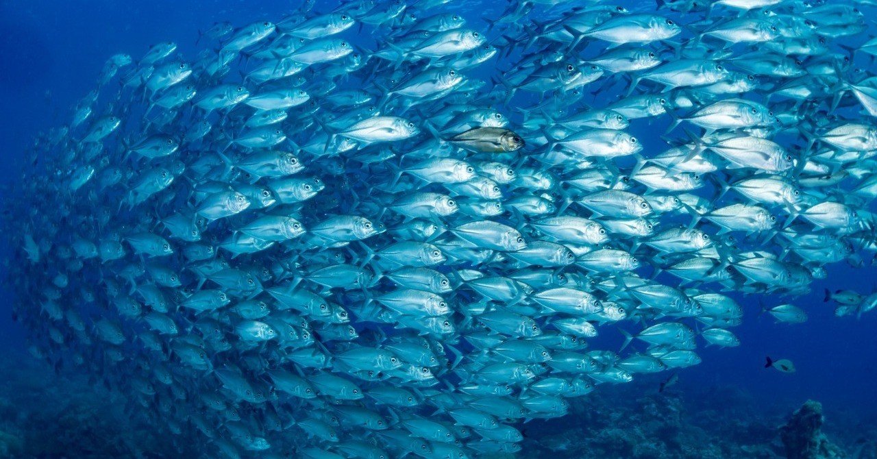 刺身を食べるなら知っておくべき寄生虫リスクの話 Cg It入門の人 Note