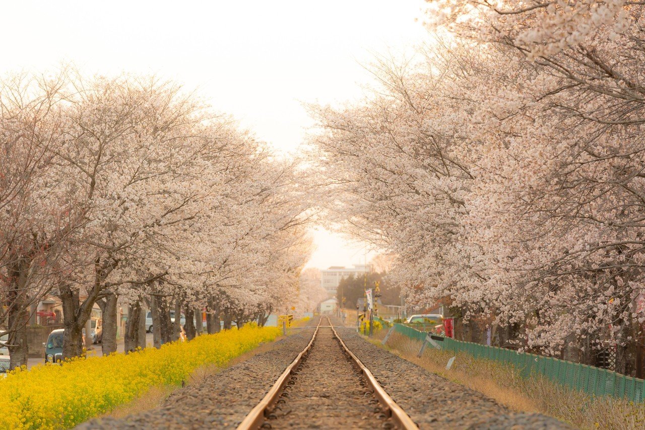 夕日を浴びる桜もエモい｜さっとん | 現役保育士 | 青春写真・親子写真