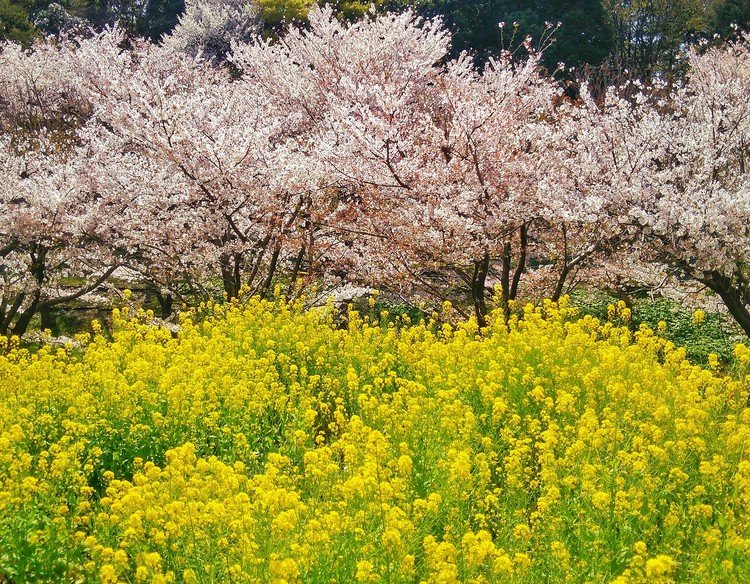 桜と菜の花・別々の花が見られる風景（３種類以上）が今のところ、発見出来ない。定年後なら各地に行けるのだが。仕事したくね～～。😭