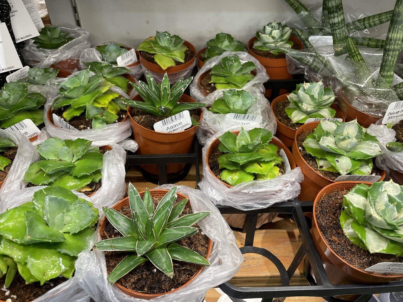 JINBEI オベサまとめ売り アガベ鰐亀子株 JINBEI オベサまとめ売り