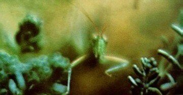 Steely Dan「Katy Lied」(1975)｜音楽の杜