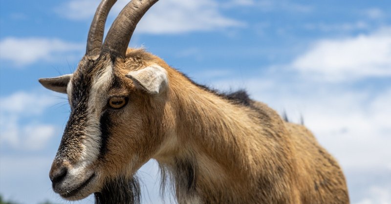 野生の王国：群馬サファリパークで、赤ちゃん動物たちに癒された。