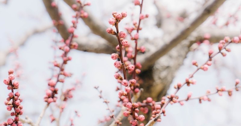 超訳百人一首 うた恋い について 紬めめ Note