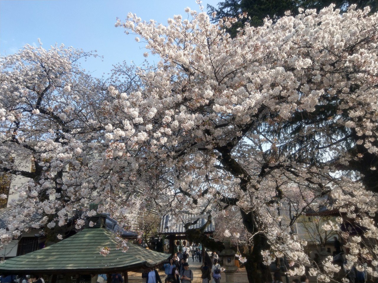 19年4月6日 花見 中野 その2 Siouxcitizen Note 19年4月6日 花見 中野 その2 Siouxcitizen Note