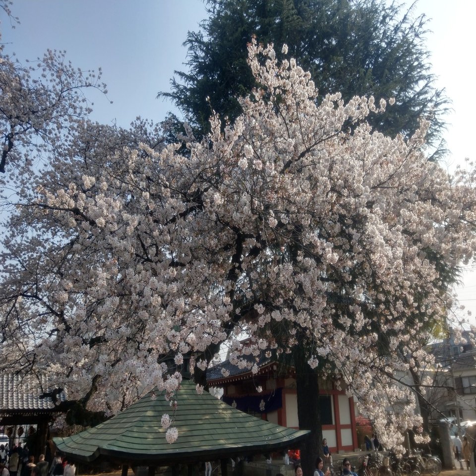 19年4月6日 花見 中野 その２ Siouxcitizen Note