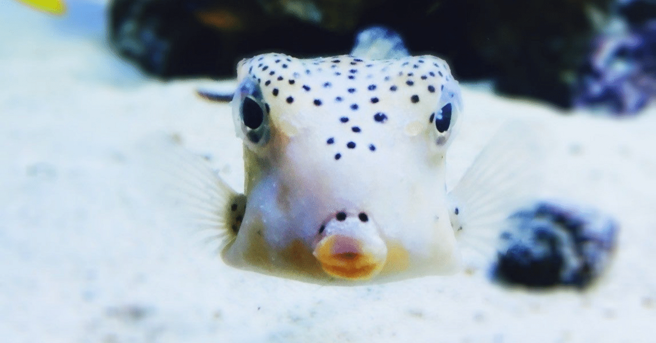 君の名は？ お魚図鑑 ハコフグ｜shinmr