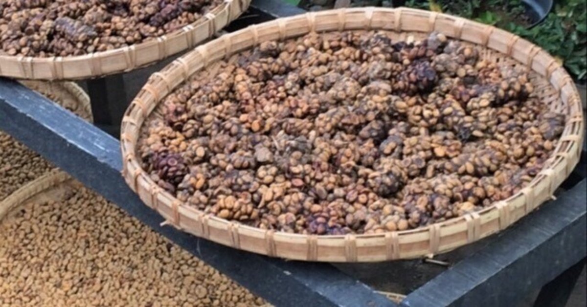 希少　高級ジャコウネココーヒー ジャコウネコ珈琲 コピ・ルアク 100g×2袋 合計200g【最高級豆 幻