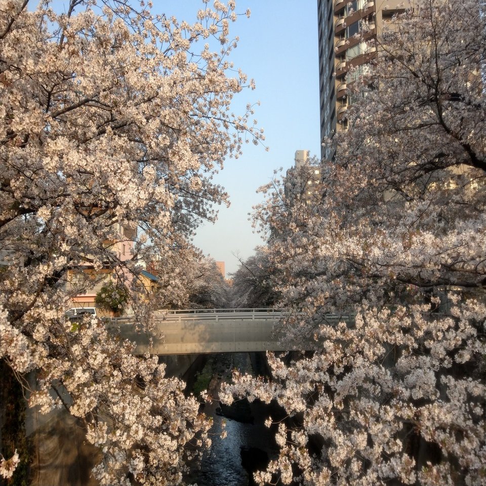 19年4月6日 花見 神田川 その４ Siouxcitizen Note