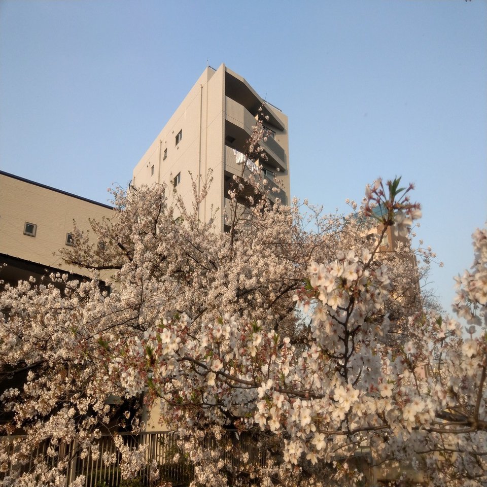 19年4月6日 花見 神田川 その４ Siouxcitizen Note