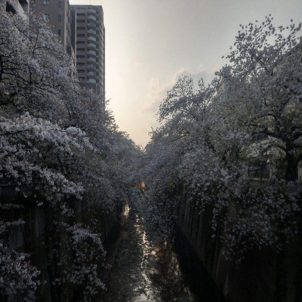 19年4月6日 花見 神田川 その５ Siouxcitizen Note