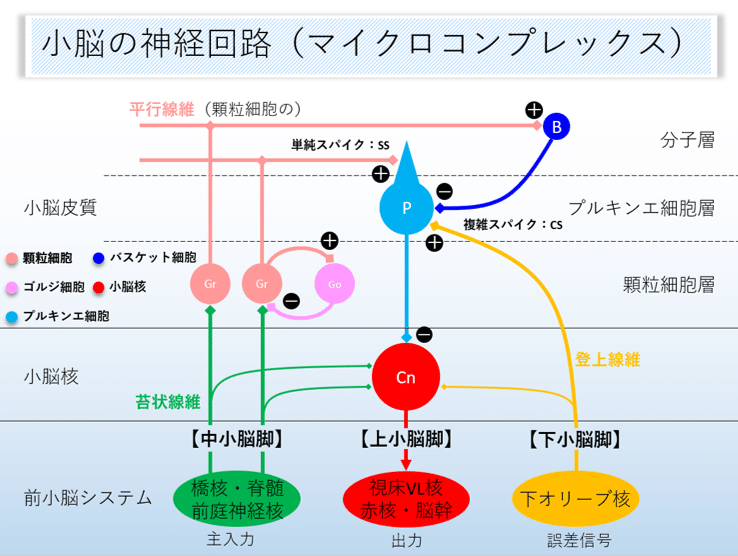 脳画像×運動失調⑪｜はらかずみ
