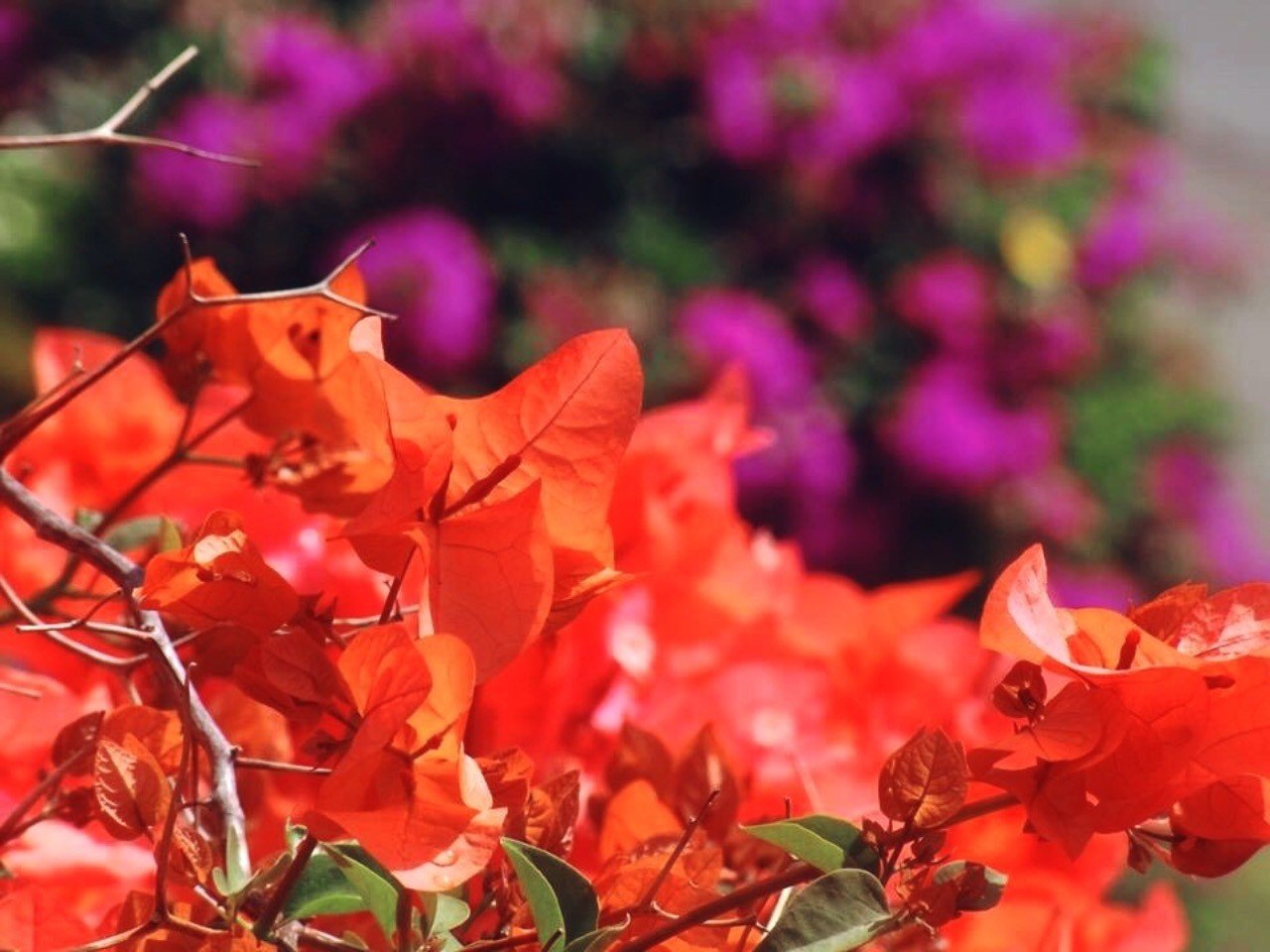 ブーゲンビリア Mkm Note