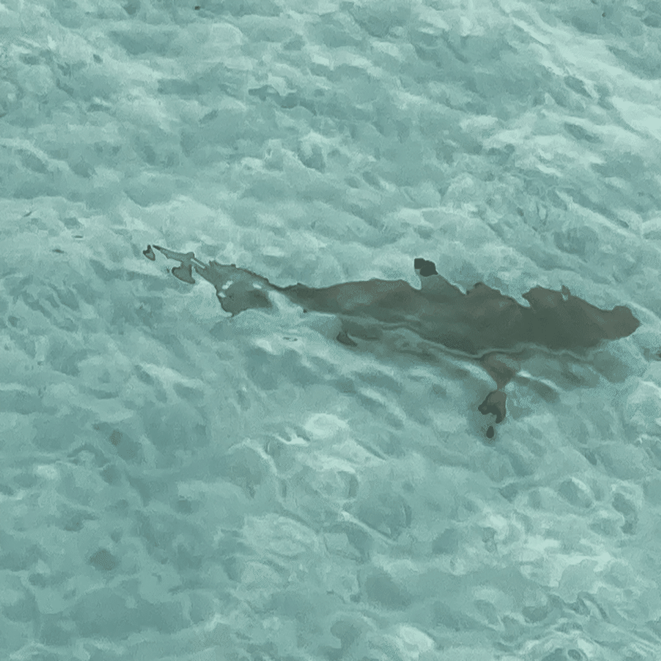 モルディブの海 モルディブ旅行2023、その3、海中世界ほかの生き物たち｜Sowiloisowiloi