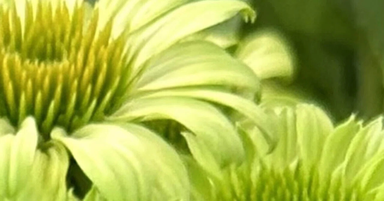 ECHINACEA - PRAIRIE BLAZE GREEN｜EGGSEED