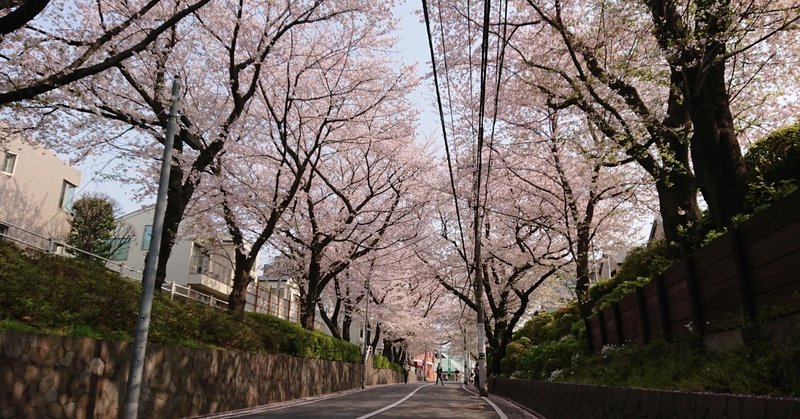 2019花咲くFREE10 | 桜を愛でる10k