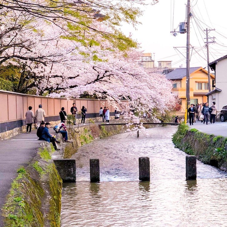 ちょっと人が多いけど いい感じ。 #京都 #桜 #川
