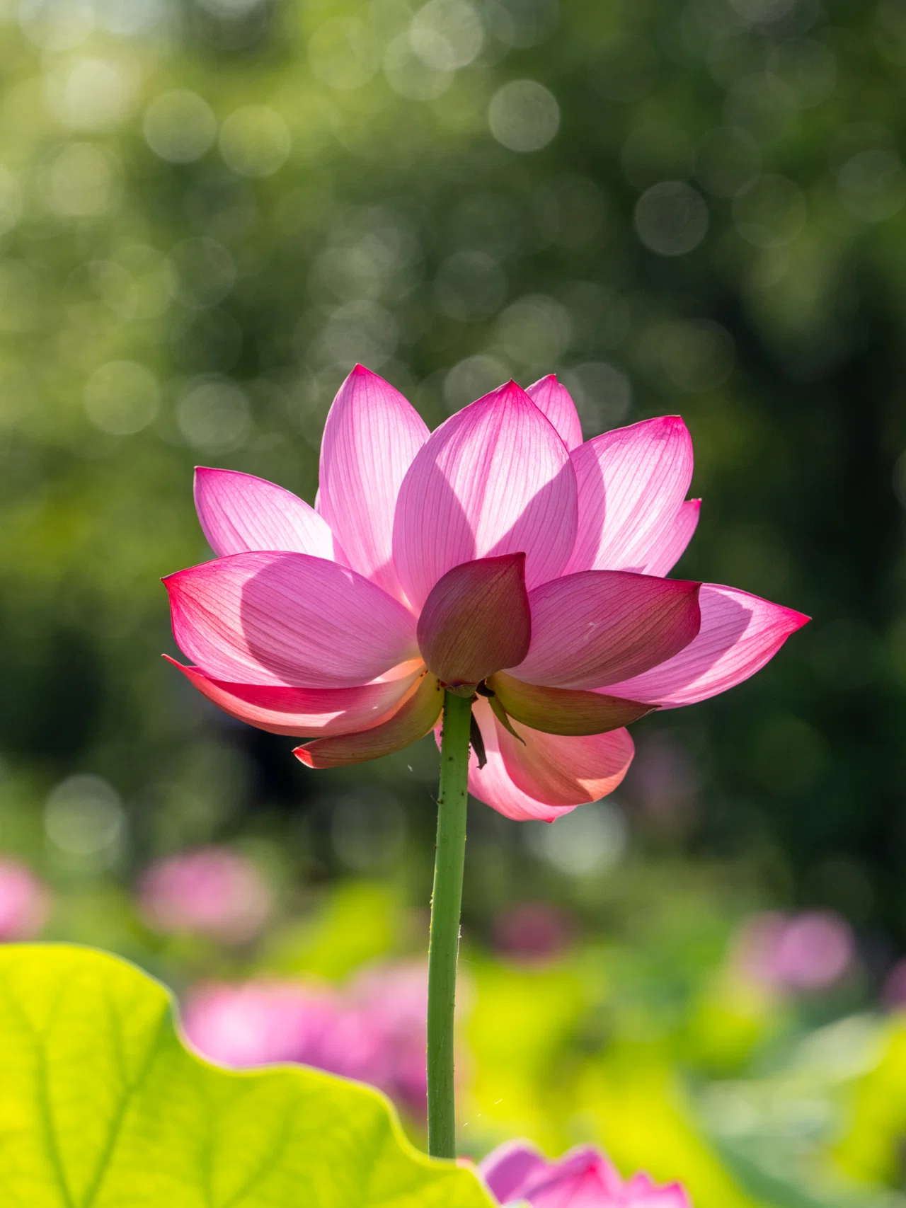 古代蓮の里〜行田で迎える美しいハスの花の季節｜Bun bun（ぶんぶん）